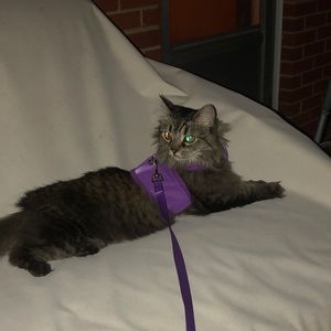 Meet your Posher, Susan